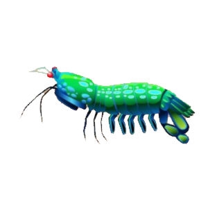 Earth Day Mantis Shrimp